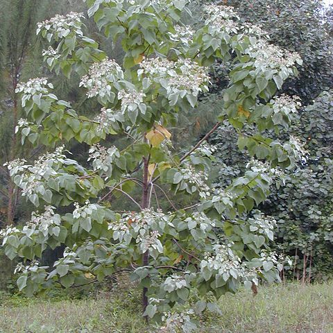 Melochia umbellata unspecified picture