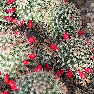 Mammillaria roseoalba unspecified picture