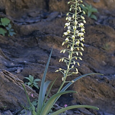 Albuca stapffii unspecified picture