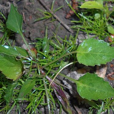 Campanula serrata unspecified picture