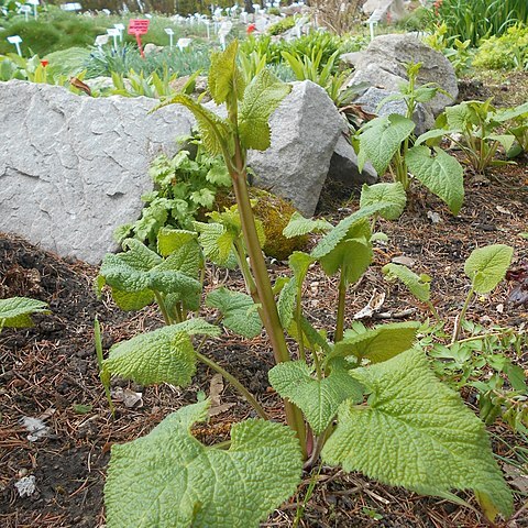 Phlomoides alpina unspecified picture