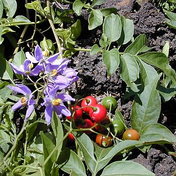 Solanum unspecified picture