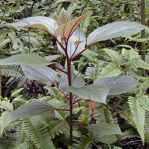 Pipturus albidus unspecified picture