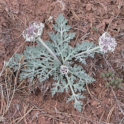 Cymopterus unspecified picture