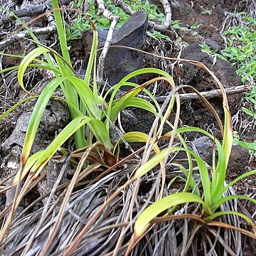 Cyperus phleoides unspecified picture