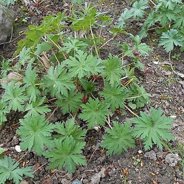 Geranium yunnanense unspecified picture