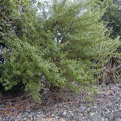 Coprosma foliosa unspecified picture