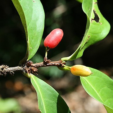 Erythroxylum kapplerianum unspecified picture