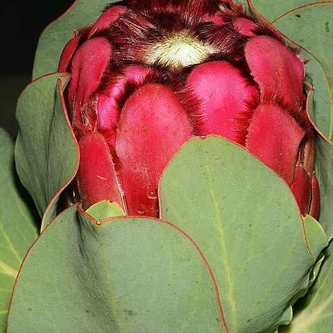 Protea grandiceps unspecified picture