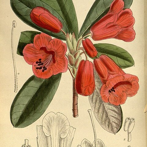 Rhododendron dichroanthum unspecified picture