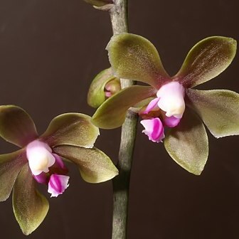 Phalaenopsis stobartiana unspecified picture