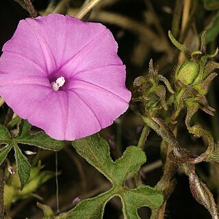 Ipomoea magnusiana unspecified picture