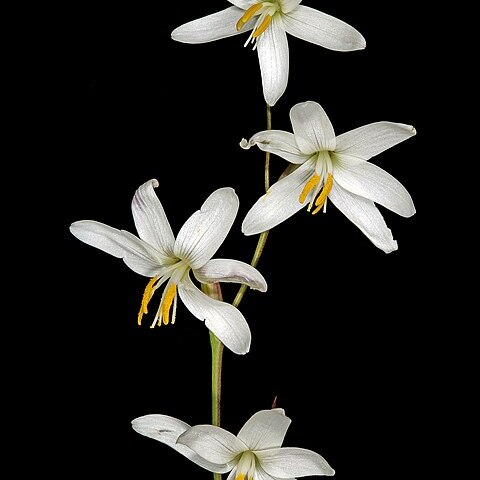 Hesperantha bachmannii unspecified picture