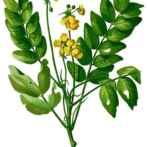 Senna sulfurea unspecified picture