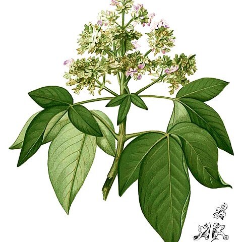 Vitex pinnata unspecified picture