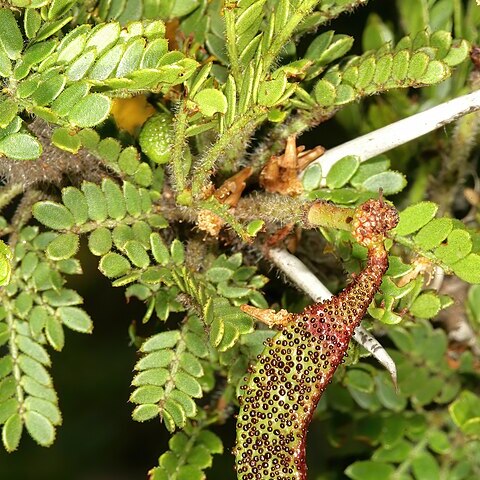 Vachellia permixta unspecified picture