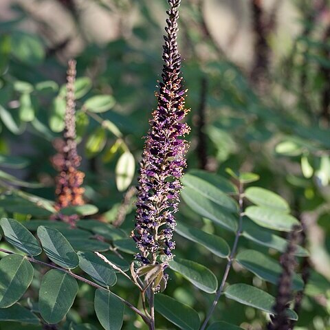 Amorpha ouachitensis unspecified picture