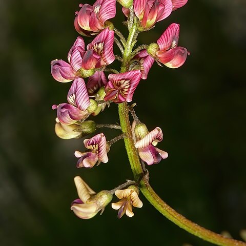 Lessertia capensis unspecified picture