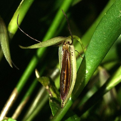 Pleurothallis nuda unspecified picture