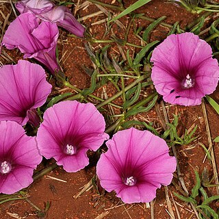 Ipomoea robertsiana unspecified picture