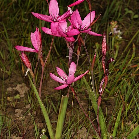 Hesperantha pauciflora unspecified picture