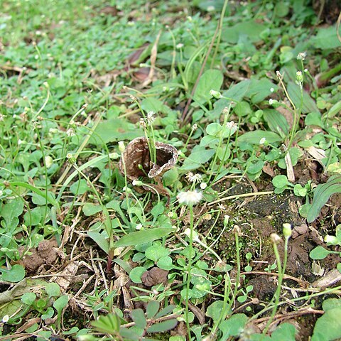 Erigeron bellioides unspecified picture