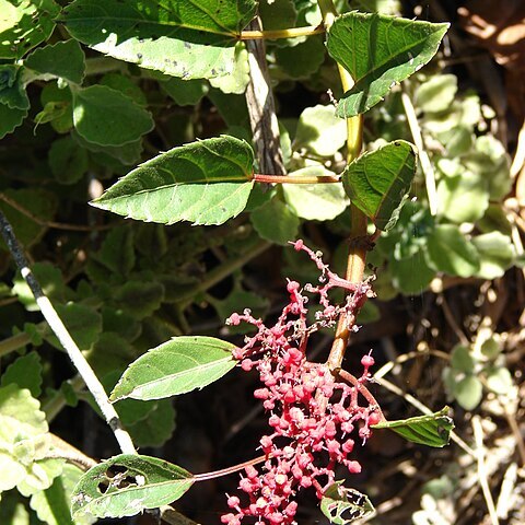 Cissus unspecified picture