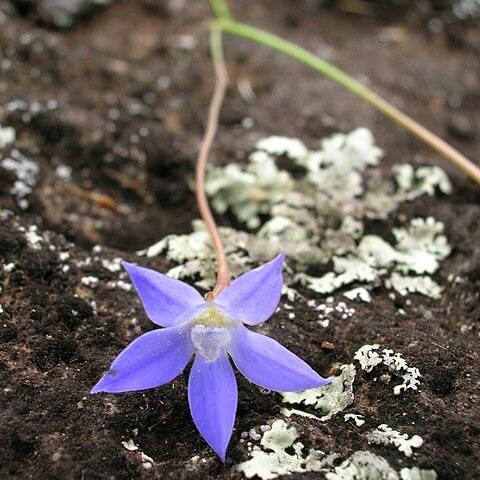 Wahlenbergia gracilis unspecified picture