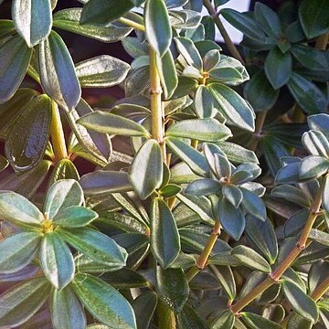 Peperomia camptotricha unspecified picture