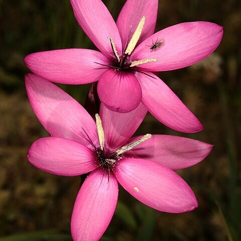 Hesperantha pauciflora unspecified picture