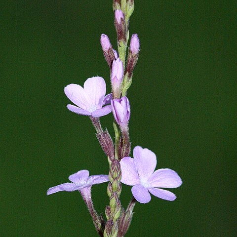 Tetrapollinia unspecified picture