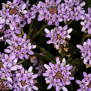 Pseudoselago spuria unspecified picture