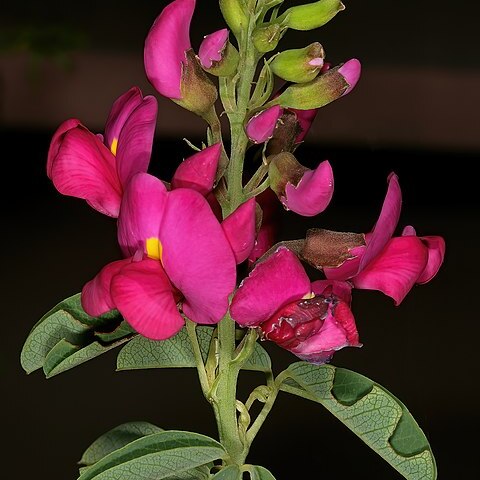 Hypocalyptus coluteoides unspecified picture