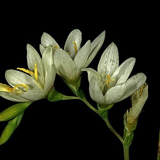 Geissorhiza sulphurascens unspecified picture