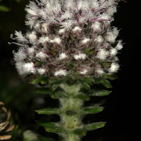 Kogelbergia verticillata unspecified picture