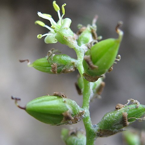 Fosterella albicans unspecified picture