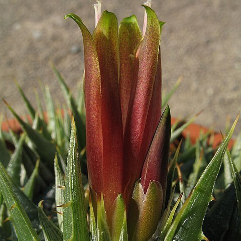 Deuterocohnia lotteae unspecified picture