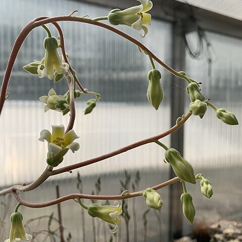 Tylecodon hirtifolius unspecified picture