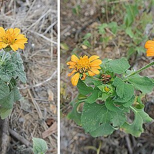 Heliopsis annua unspecified picture