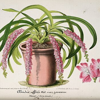 Aerides rosea unspecified picture