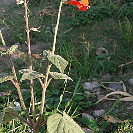 Salvia oppositiflora unspecified picture