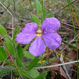 Scaevola calliptera unspecified picture