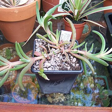 Delosperma floribundum unspecified picture