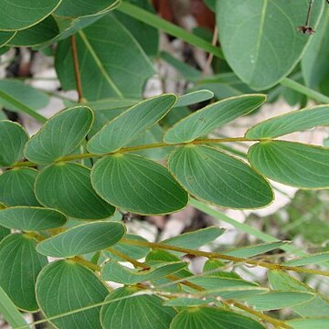 Mimosa cyclophylla unspecified picture