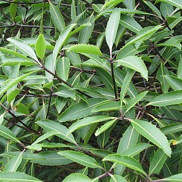 Pittosporum dallii unspecified picture