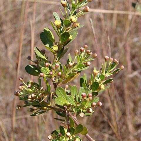 Baccharis reticularia unspecified picture