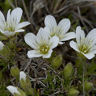 Minuartia macrocarpa unspecified picture