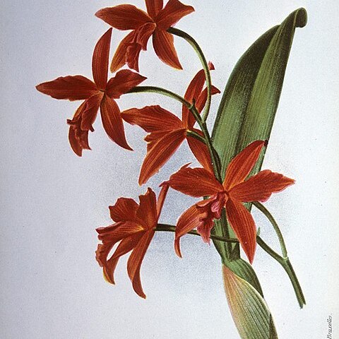 x Sophrolaelia unspecified picture