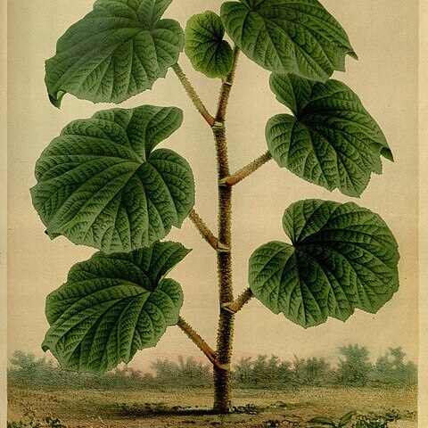 Begonia gunnerifolia unspecified picture