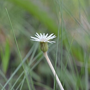 Chaptalia tomentosa unspecified picture